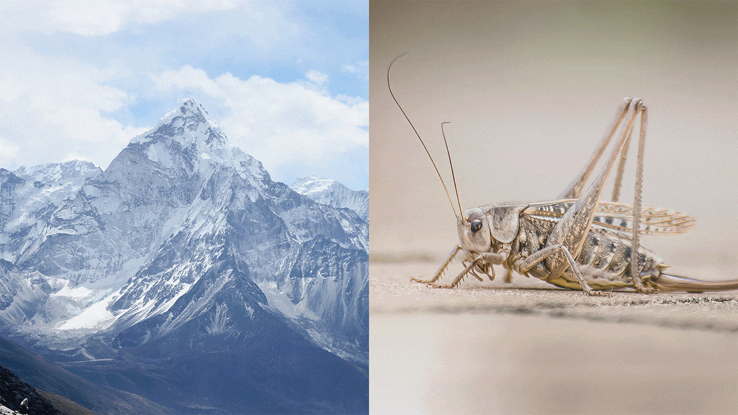 GIF of an image of a mountain peak and a cricket side-by-side, the Jumpstart logo, a graphic of the entire protein powder packaging, and mock-ups of the packaging.